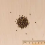 Fleurs - Belle de Jour Variée - MEDIA_3D